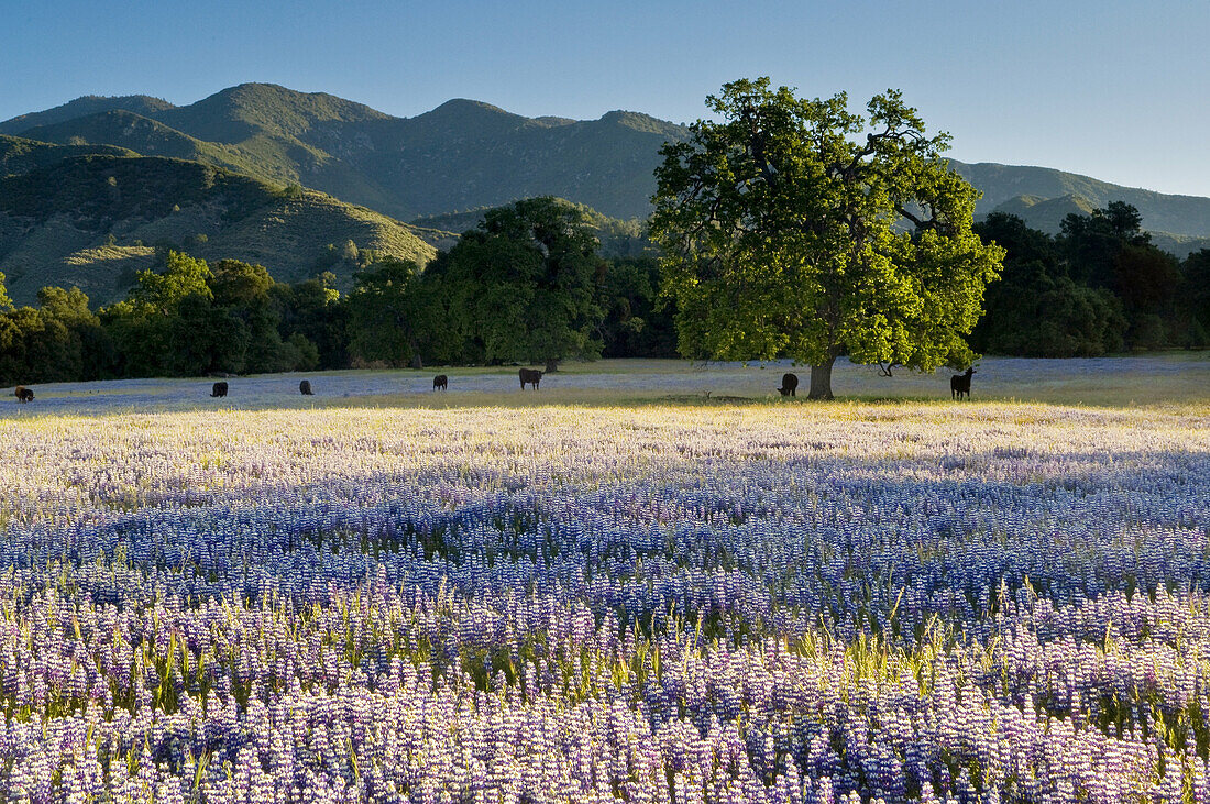 Field of purple lupine wildflowers and oak trees in Spring, Ventana Wilderness, Los Padres National Forest, California.