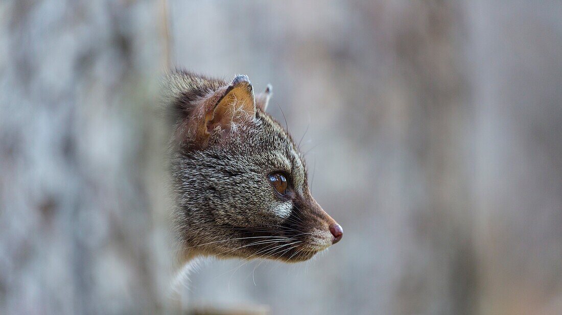 COMMON GENET Genetta genetta