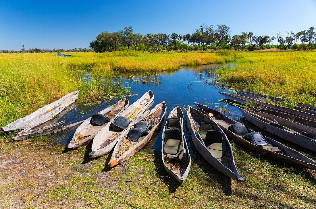 Mokoro (typical canoe), Okavango Delta, Botswana, Africa.