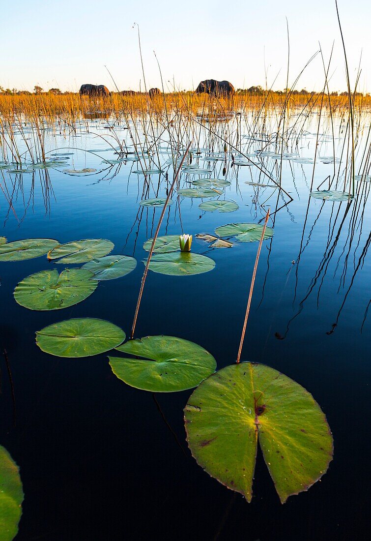 Okavango Delta, Botswana, Africa.