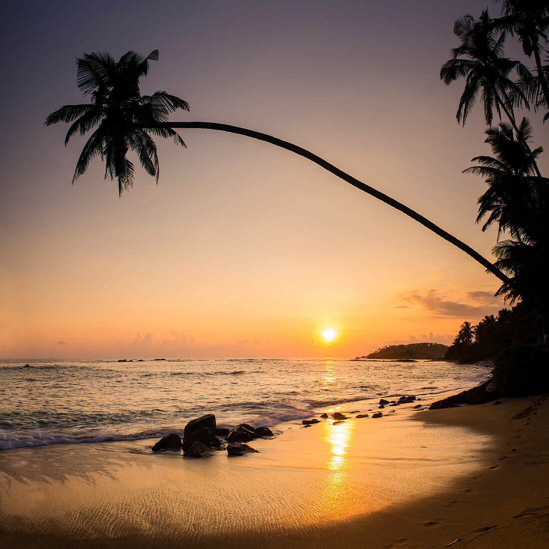 Palm tree at sunset on tropical Mirissa Beach, South Coast of Sri Lanka, Southern Province, Sri Lanka, Asia