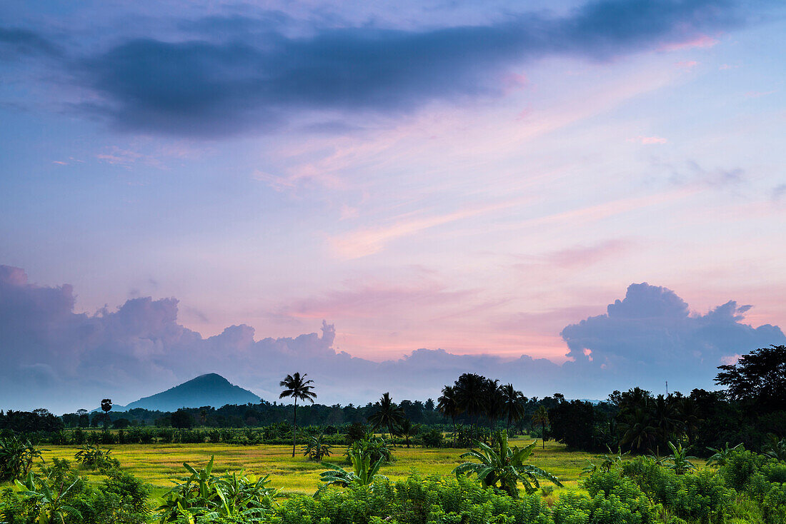 Sri Lanka landscape at sunrise, paddy fields near Dambulla, Central Province, Sri Lanka, Asia
