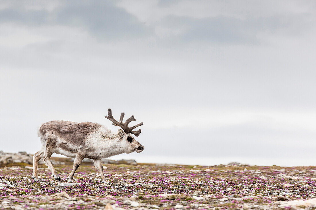 Male Svalbard reindeer (Rangifer tarandus platyrhynchus) at Gosbergkilen, Spitsbergen, Svalbard, Norway, Scandinavia, Europe