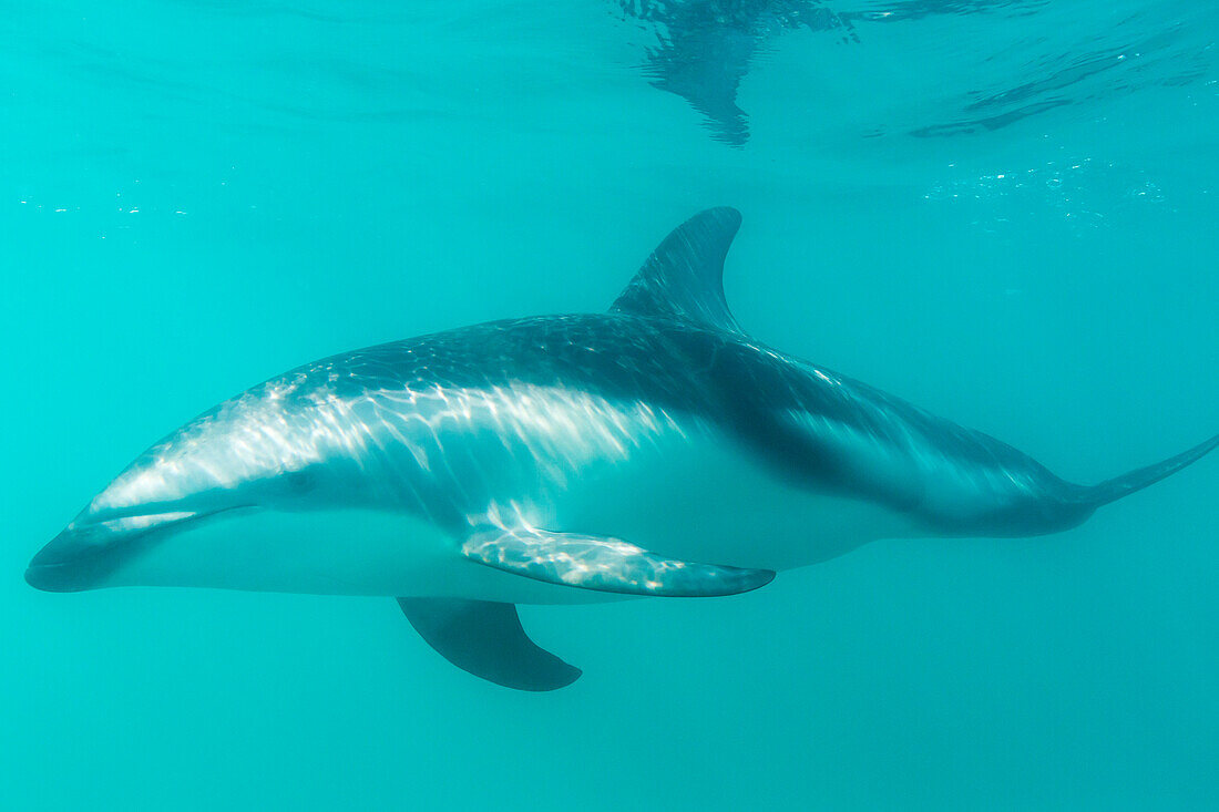 Dusky Dolphin Underwater