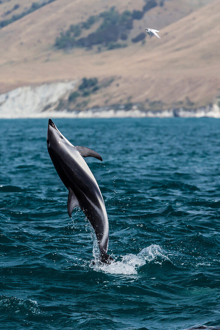 Dusky dolphin (Lagenorhynchus obscurus) leaping near Kaikoura, South Island, New Zealand, Pacific