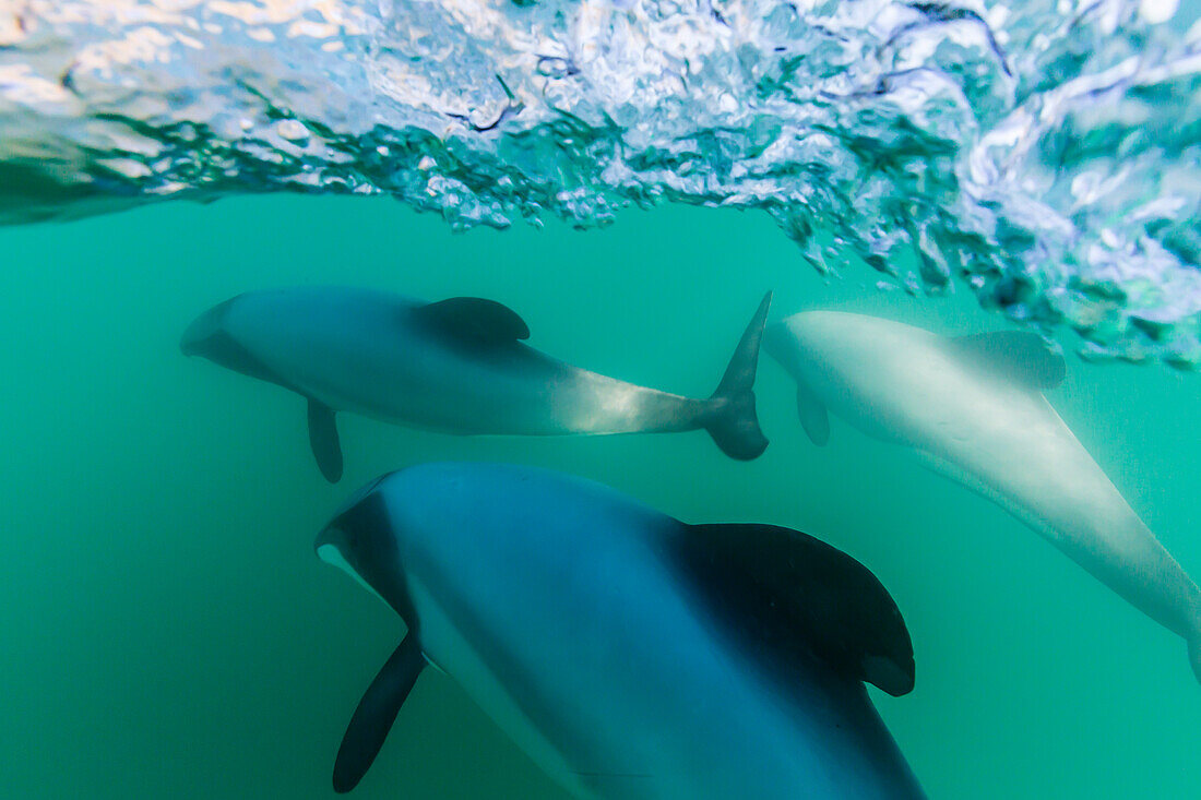 Adult Hector's dolphins (Cephalorhynchus hectori) underwater near Akaroa, South Island, New Zealand, Pacific