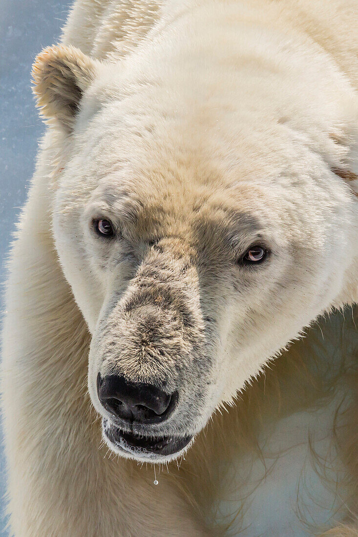 Adult polar bear (Ursus maritimus) close up head detail, Cumberland Peninsula, Baffin Island, Nunavut, Canada, North America