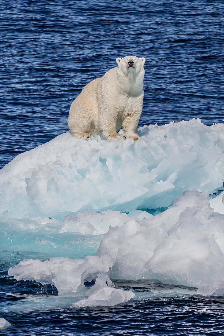 Adult polar bear (Ursus maritimus) on small ice floe, Cumberland Peninsula, Baffin Island, Nunavut, Canada, North America