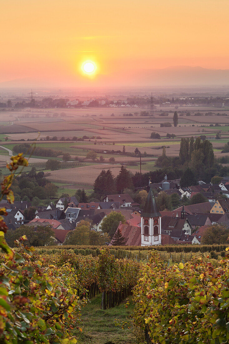 Vineyards at sunset, Ehrenstetten, Staufen im Breisgau, Markgrafler Land, Black Forest, Baden Wurttemberg, Germany, Europe