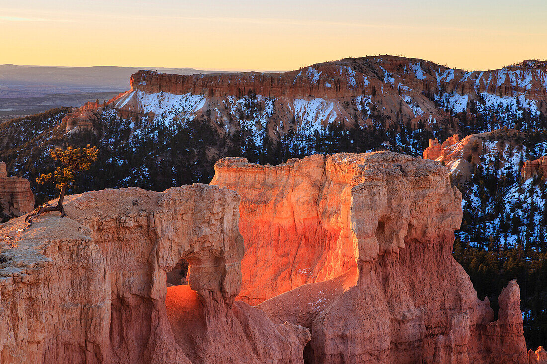 Rocks and lone pine tree lit by dawn light in winter, Queen's Garden Trail, Sunrise Point, Bryce Canyon National Park, Utah, United States of America, North America