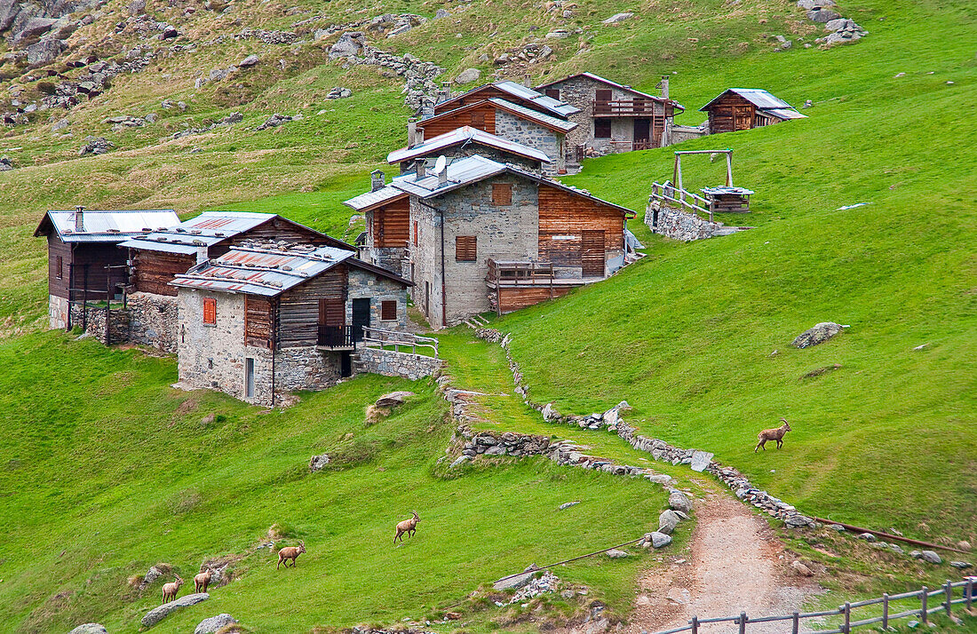 Ibexes in Rezzalo's valley, Valtellina, Lombardy