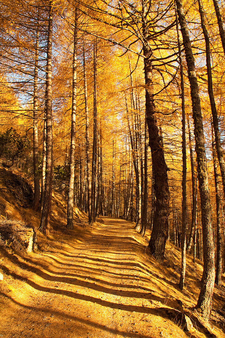 Larch forest in autumn, Valtellina, Lombardy