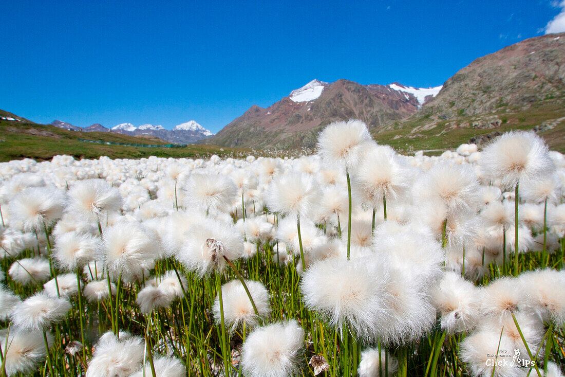 Cotton grass white flowers at Gavia, Valfurva, Valtellina, Lombardy