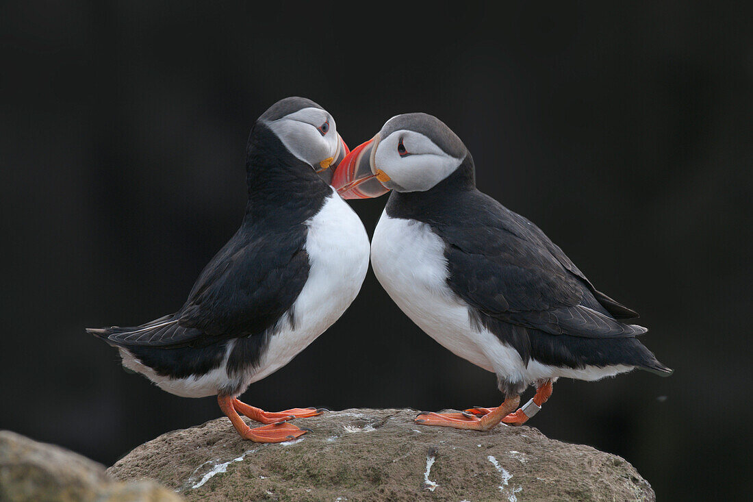 A couple of colorful Atlantic Puffins standing on the top of the Latrabjarg cliffs, Iceland