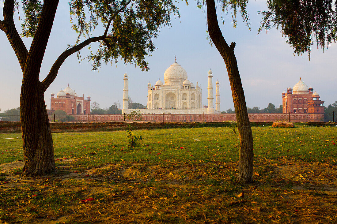 The backside of the Taj Mahal seen through the trees of the Mehtab Bagh garden at sunrise, Agra, India
