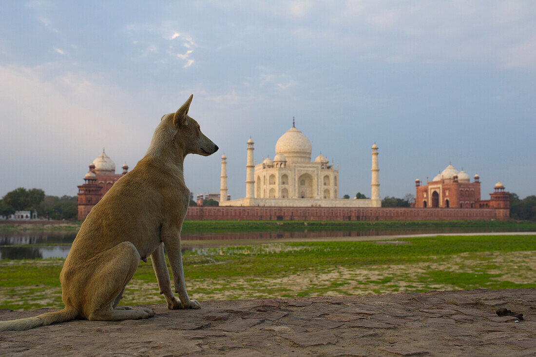 A dog stands in the foreground with the backside of the Taj Mahal seen through from the Mehtab Bagh garden at sunrise, Agra, India