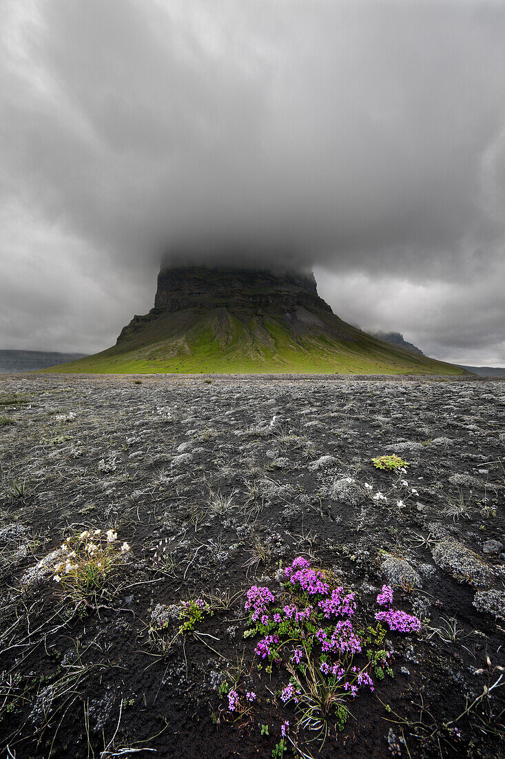 Little pinkish flowers on a bare ground on the bottom of a high mountain with the peak wrapped in the clouds, Iceland