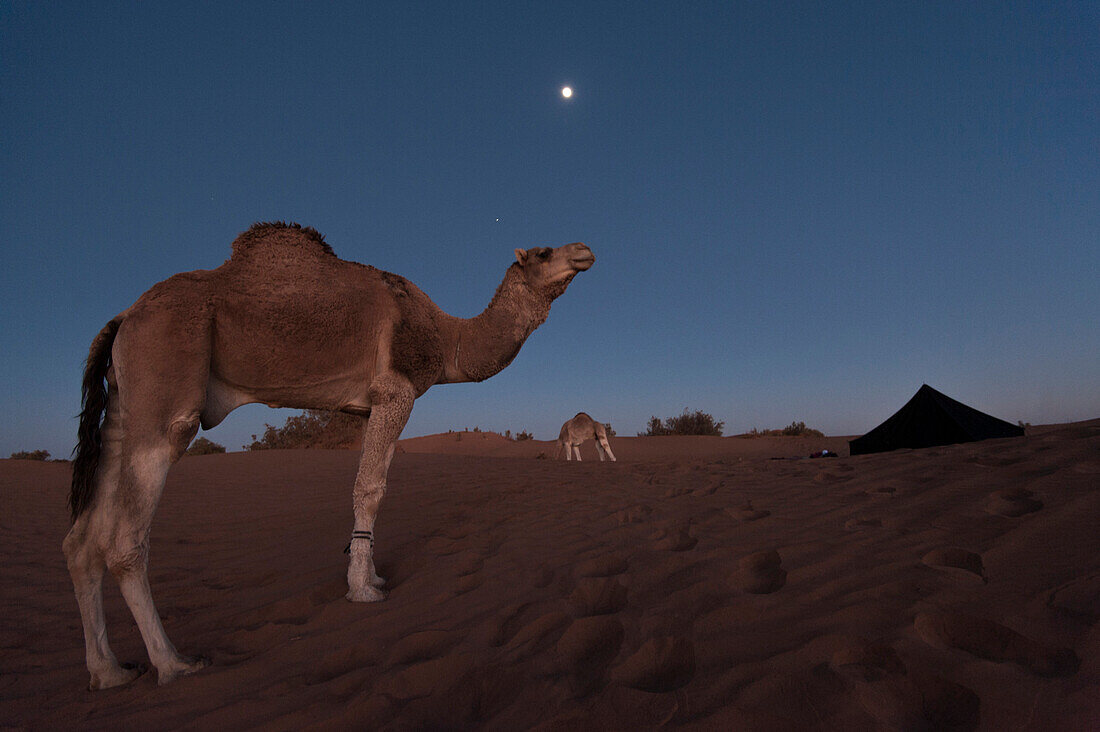 A camel stands in the sand under the moon after dusk with a tent and a camel in the background, Sahara desert, Morocco