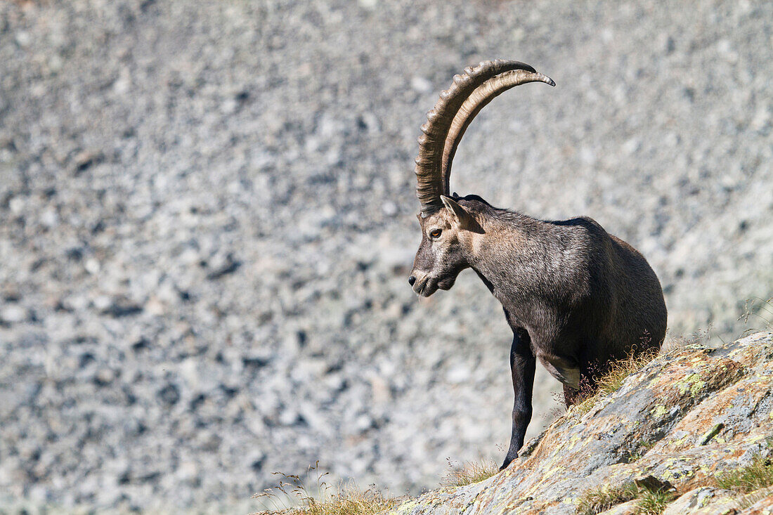 Ibex in Canè valley, Lombardy