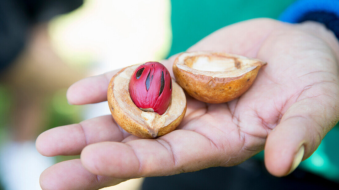 Close up of hand holding split nutmeg, George Town, Penang, Malaysia