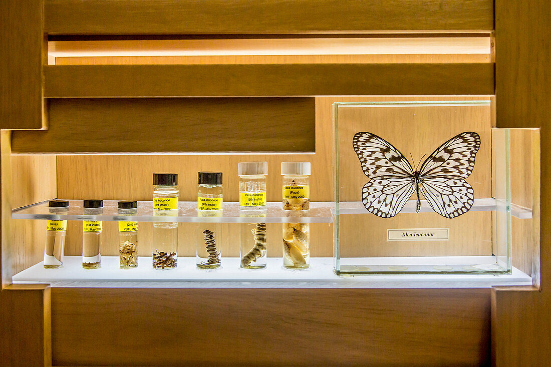 Butterfly specimens in research lab, George Town, Penang, Malaysia