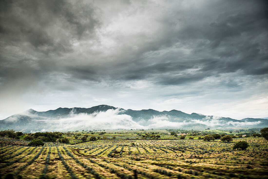 Rural crop fields under cloudy sky, Sayulita, Nayarit, Mexico