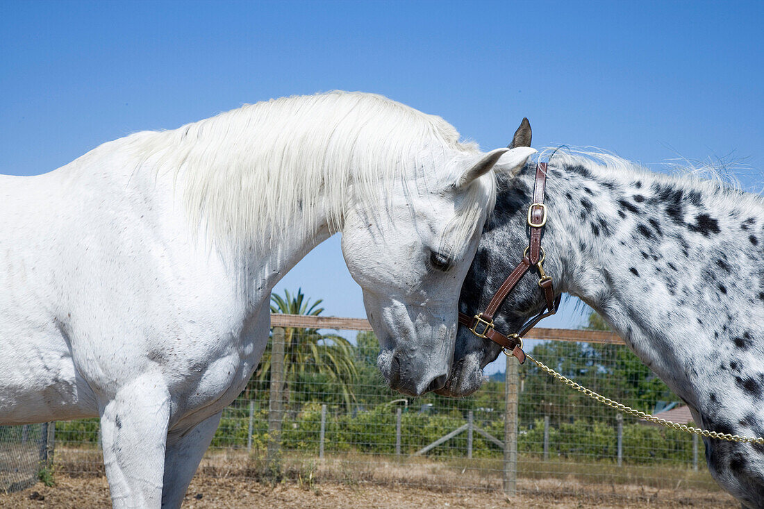 Horses touching cheeks on ranch, San Rafael, California, USA