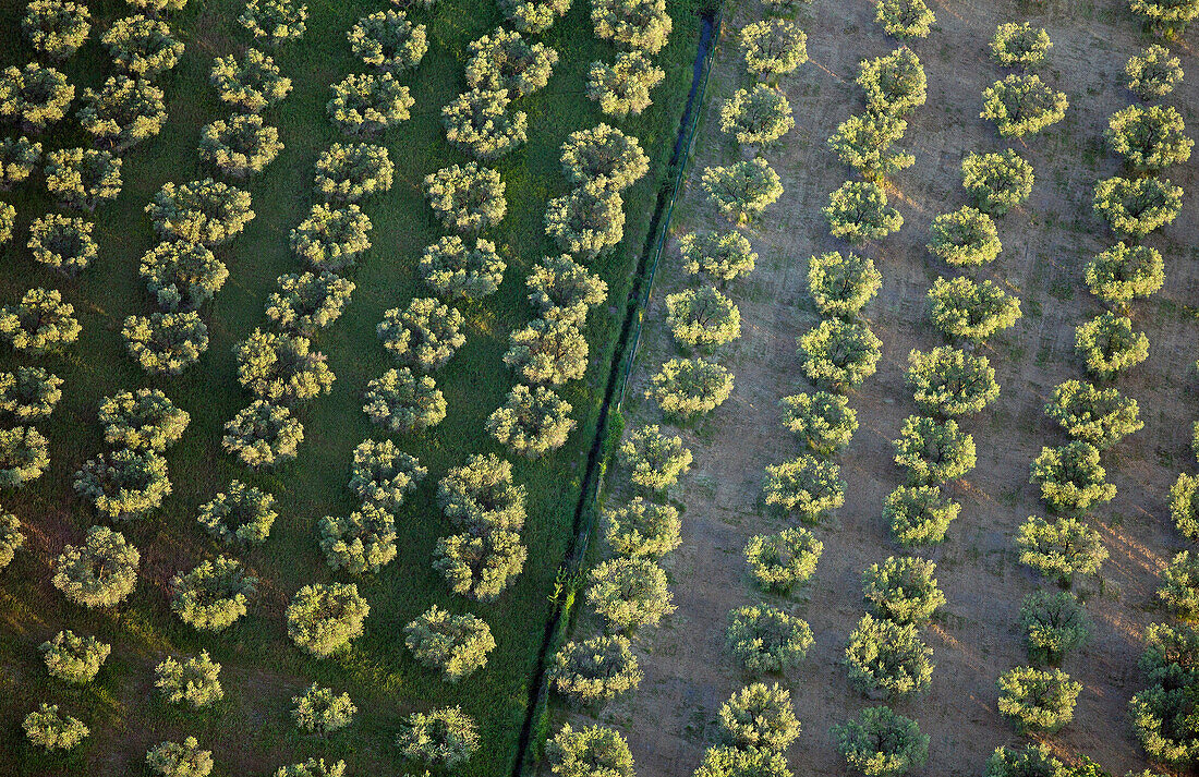 France, Bouches-du-Rhône (13), Les Alpilles, cultivated fields of Europe or common olive tree (aerial view)
