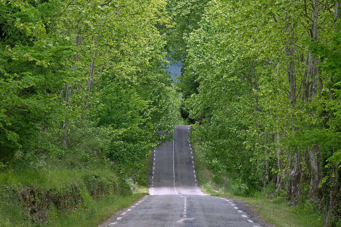 France, Gard (30), straight-lined road with bumps, trees, green vegetation