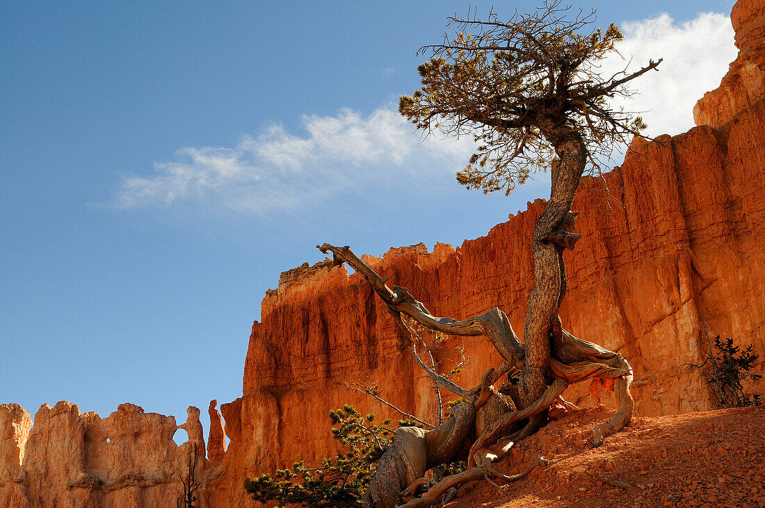 BRISTLECONE PINE (PINUS ARISTATA), BRYCE CANYON NATIONAL PARK, UTAH, USA