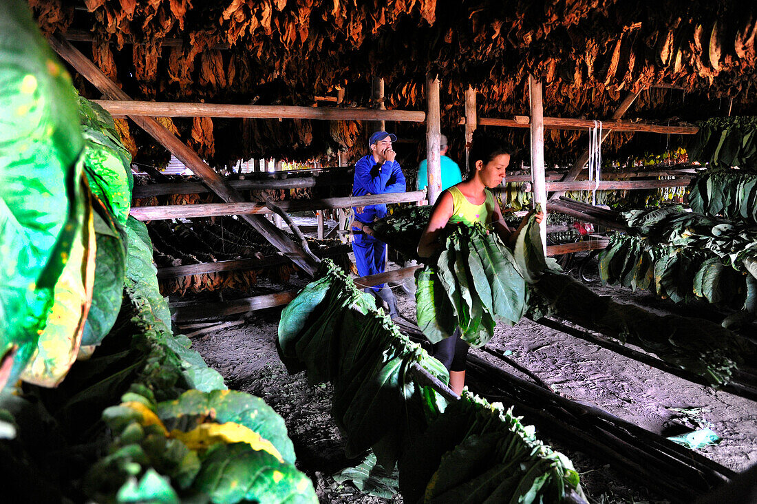 Young woman working in a tobacco dryer, tobacco growing, Vinales, Pinar del Rio province, Cuba, Caribbean