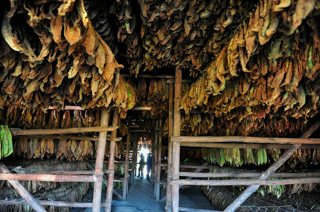 Tobacco dryer, tobacco growing, Vinales, Pinar del Rio province, Cuba, Caribbean