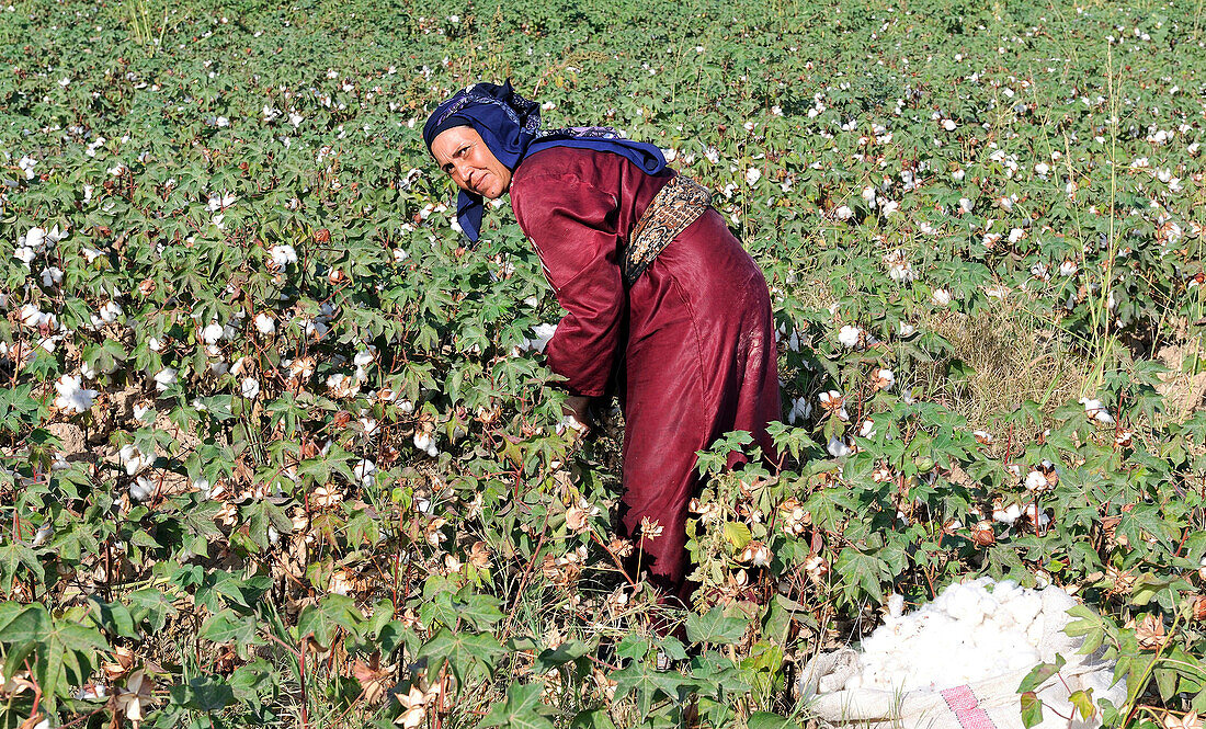 Syria, near Aleppo, October 2010. Cotton harvesting