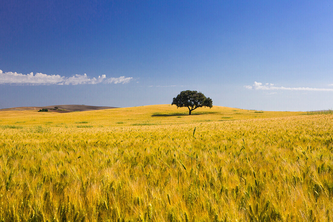 Spain, Andalucia Region, Cadiz Province, Wheat field