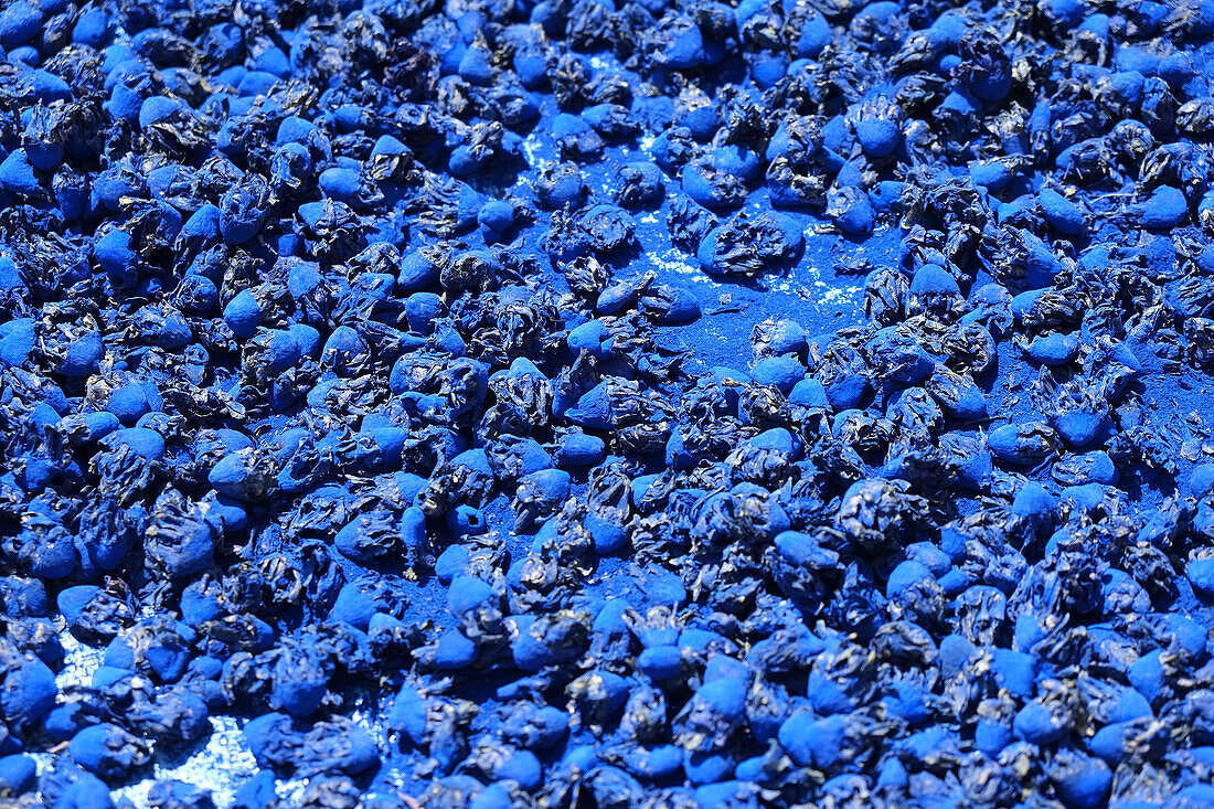 Morocco, Marrakech, dried flowers.