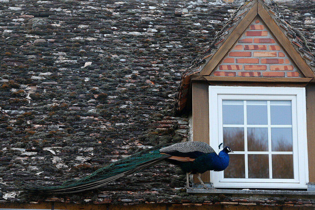 Peacock on a roof. France.
