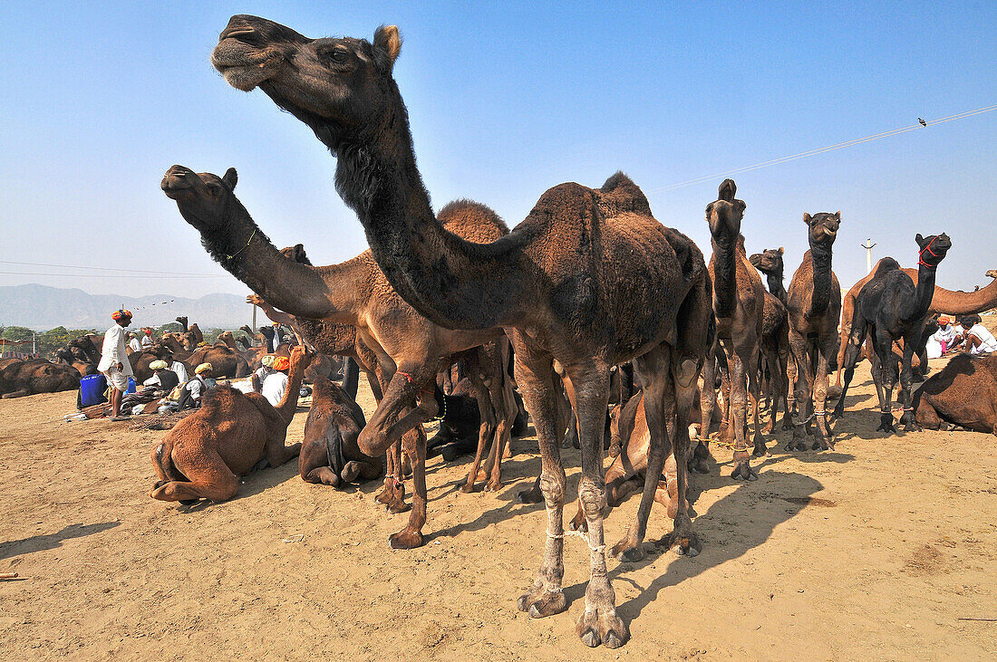 Dromedary fair in Pushkar. India.