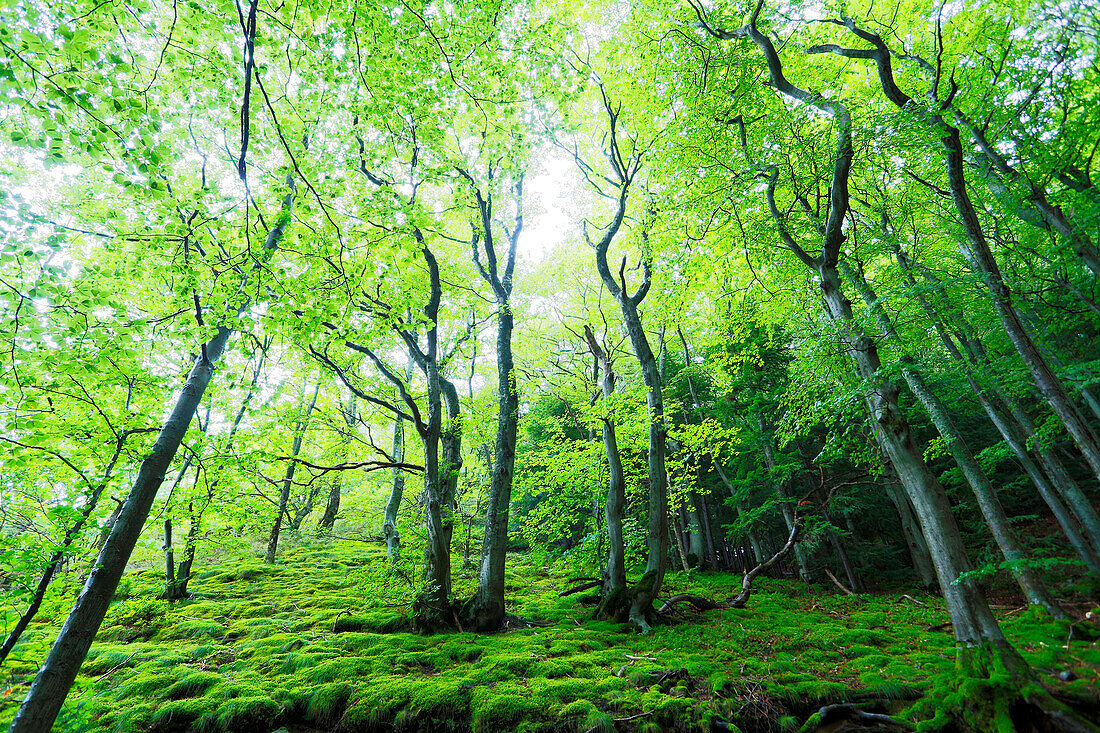 Puy de Dome. Chaudefour valley. Forest Massif Central.