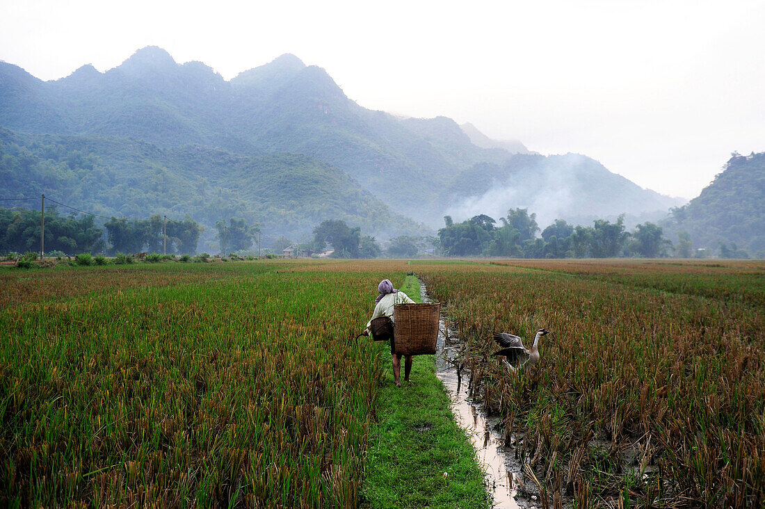 in Mai Chau Valley, North Vietnam, South East Asia, Asia