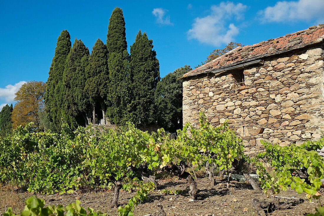 France, Hérault, Parc Régional du Haut Languedoc.