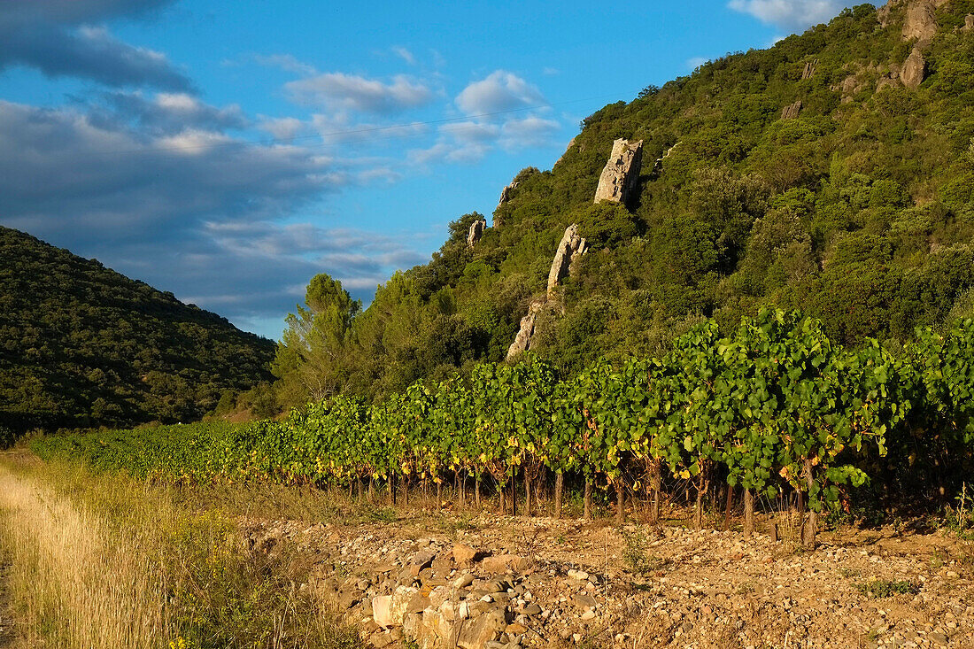 France, Herault, cliffs Landeyran in the Regional Park of Haut Languedoc.