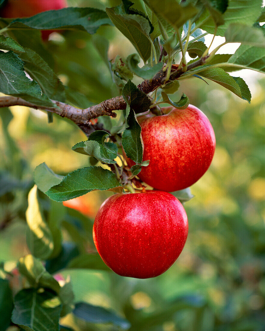 https://media02.stockfood.com/largepreviews/MjE4NDgwMDk4MQ==/70477451-Agriculture-Royal-Gala-apples-on-the-tree-Yakima-Valley-Washington-USA.jpg
