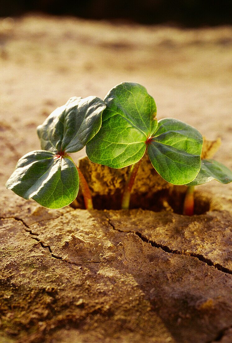 Agriculture - Emerging cotton seedlings / Mississippi Delta, USA.