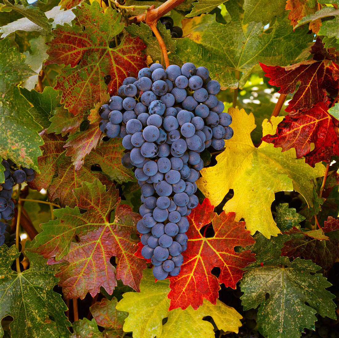 Agriculture - Mature Cabernet Sauvignon wine grapes on the vine, ready for the harvest / Monterey County, California, USA.