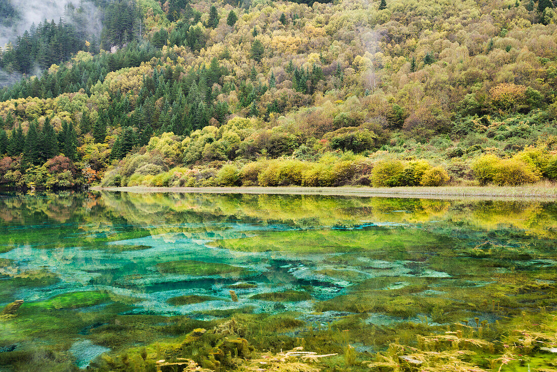 'Same Colors Of Autumn Forest And Underwater Vegetation In A Lake At Jiuzhaigou Valley National Park; Jiuzhaigou, Sichuan, China'