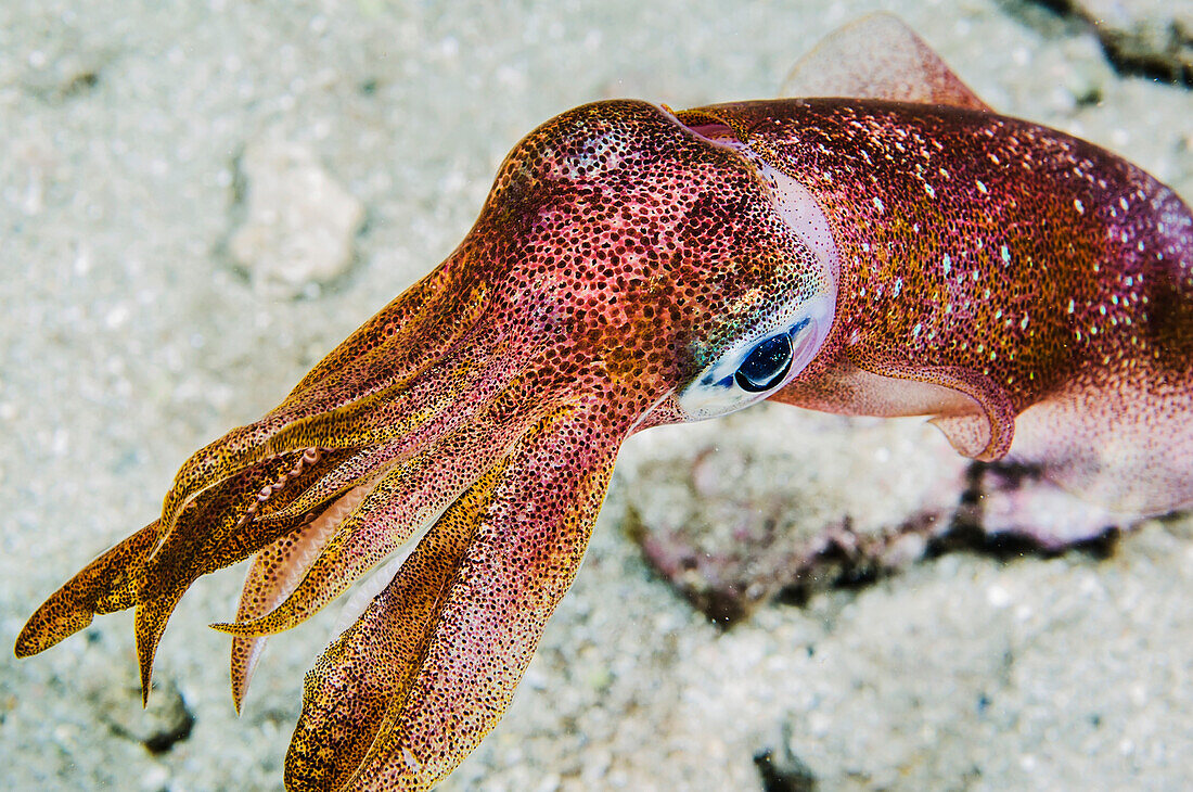 'Underwater view of an oval squid (Sepioteuthis lessoniana); Maui, Hawaii, United States of America'