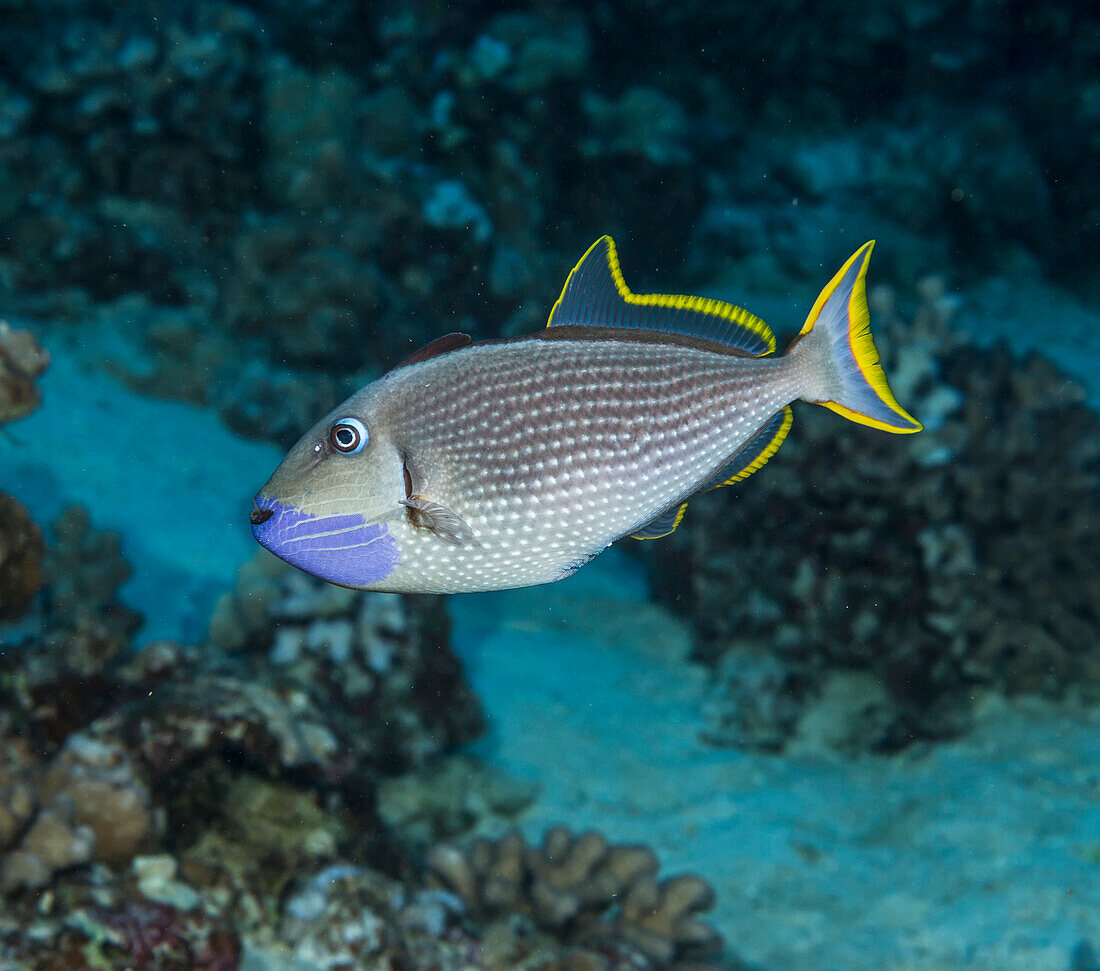 'Underwater view of a male Bluegill Triggerfish (Xanthichthys auromarginatus) at Molokini Crater; Maui, Hawaii, United States of America'