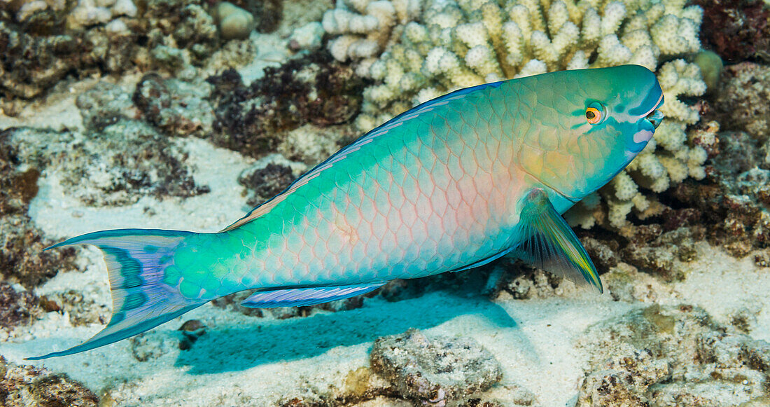 'Underwater view of a Redlip Parrotfish (Scarus rubroviolaceus) male at Molokini Crater; Maui, Hawaii, United States of America'