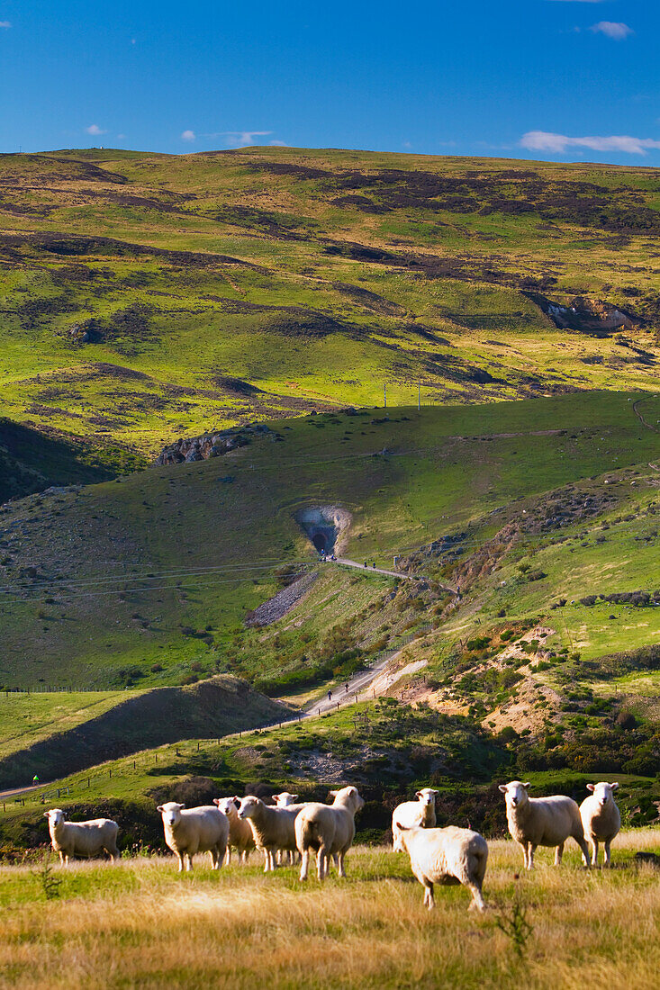 'Sheep Grazing On A Field By New Zealand's Otago Central Rail Trail; Otago, New Zealand'