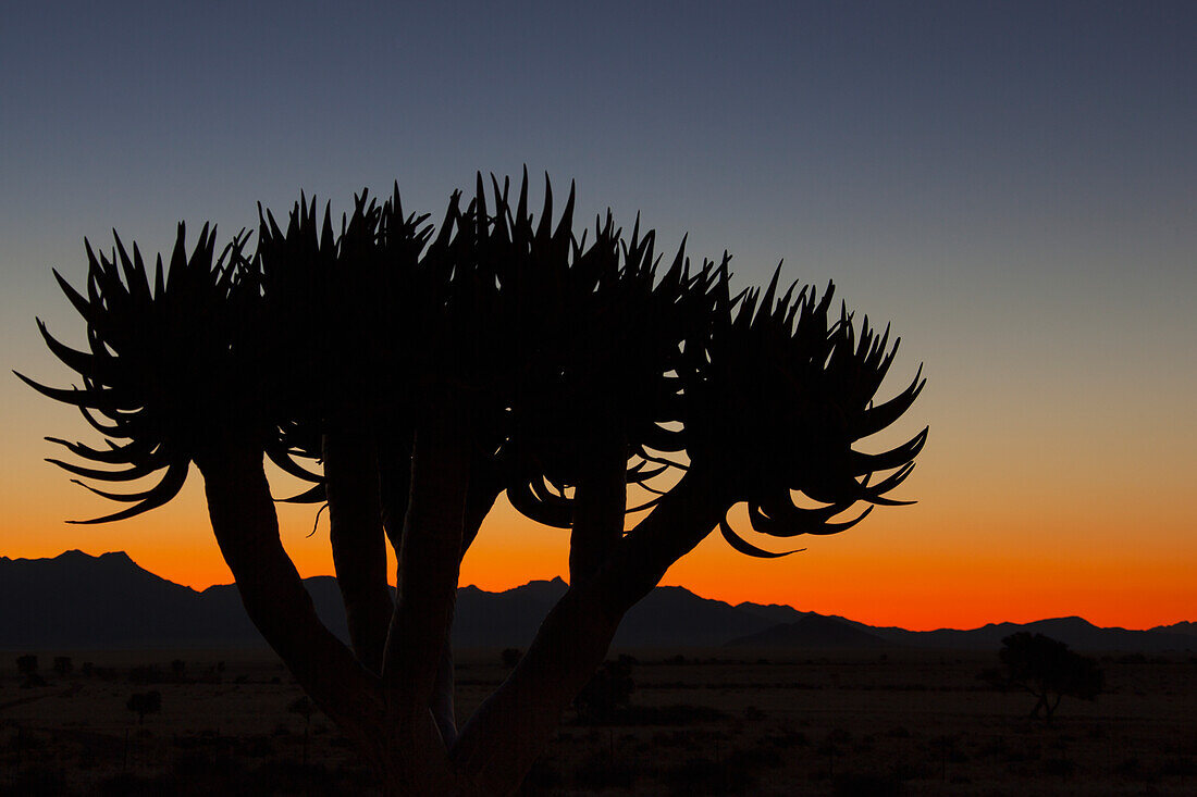 'Silhouette Of A Quiver Tree (Aloe Dichotoma) At Sunset; Namibia'